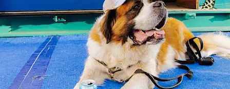 Barks and Brews
