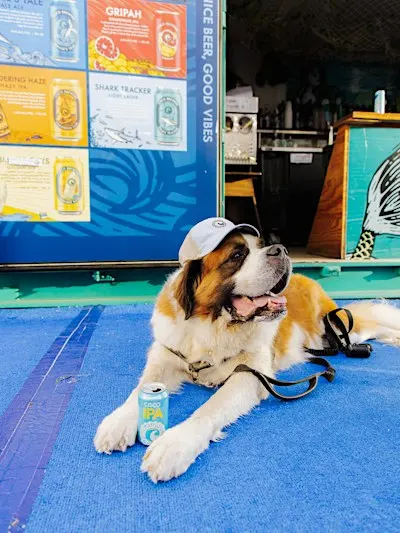 Barks and Brews