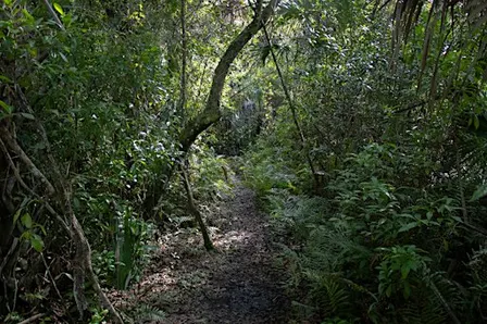 Guided Walk: CREW Cypress Dome Trails (White Trail)