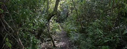 Guided Walk: CREW Cypress Dome Trails (White Trail)