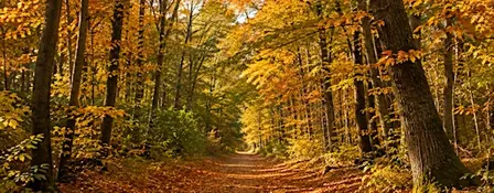 Autumn Walk