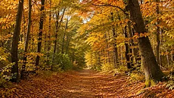 Autumn Walk