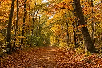 Autumn Walk