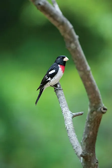WBU Athens Bird Walk with Martin @ UGA Botanical Garden