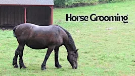 Horse Grooming