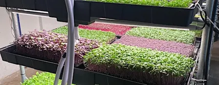 Growing Microgreens as a Business