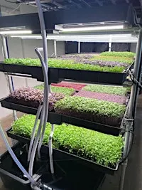 Small-Scale Commercial Microgreens Experience Day - New Forest