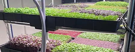 Small-Scale Commercial Microgreens Experience Day - New Forest
