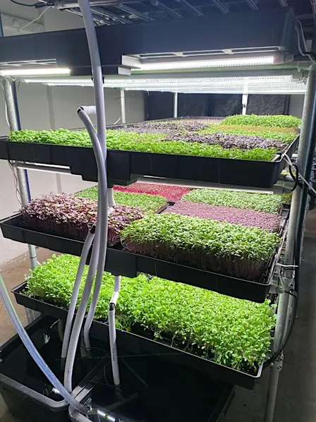 Growing Microgreens as a Business plus optional Glamping Farmstay