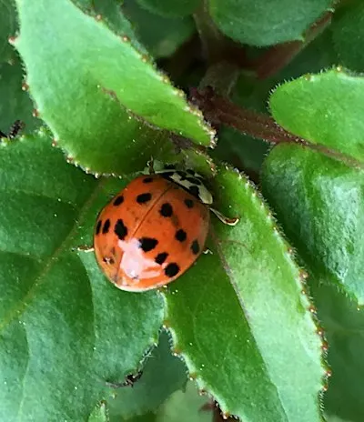 Citizen Science - How and Why We Should All Get Involved!