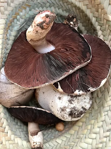 18th Oct 2026: Autumn Foraging & Feast Workshop