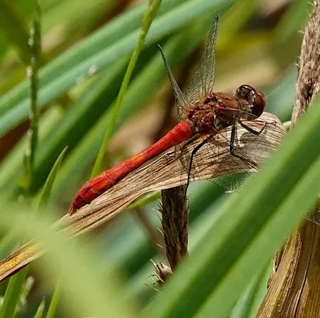 Nature Ramble in Clyne Valley, Swansea - An Intro to Biological Recording