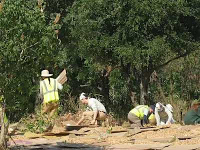 Greening Tully Fields with Our City Forest! (Phases 3-6)