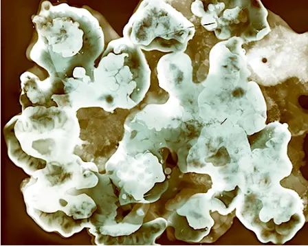 School Holiday Workshop: Eco Phytogram Printing Workshop