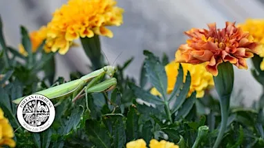 Creepy Crawlies That Are a Treat