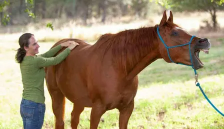 Unlocking Your Horse's Athletic Potential With Equine Bodywork