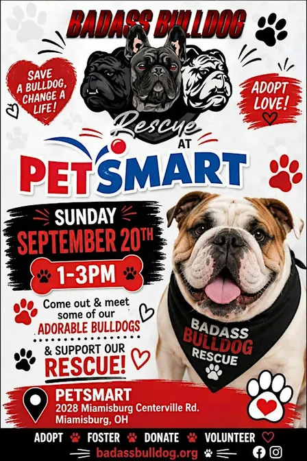 Badass Bulldog @ Petsmart