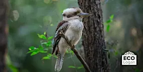 Bird ID Walk