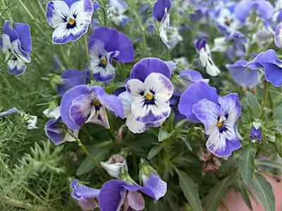 Springtime in the Kitchen Garden