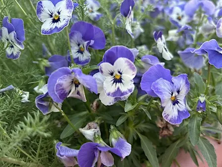 Springtime in the Kitchen Garden