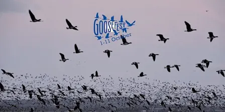 Wild About Geese