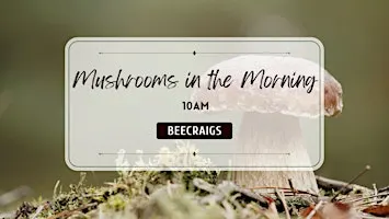 Mushrooms it the Morning
