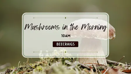 Mushrooms it the Morning