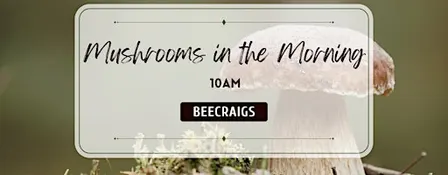 Mushrooms it the Morning