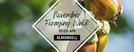 November Foraging Walk: Plants and Mushrooms