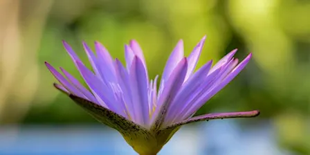 Reiki Beginners Workshop with Jaslyn