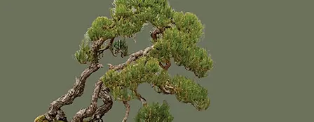 2026 Canberra Bonsai Society Annual Exhibition 10-11 October 2026