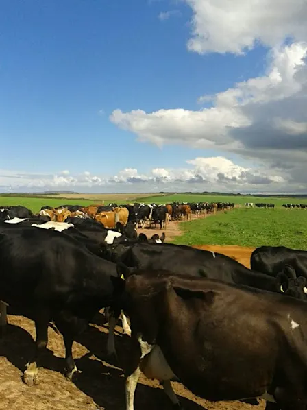Farm Walk at Downs Farm