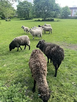 Home Learning  Session - Adventures with Wool