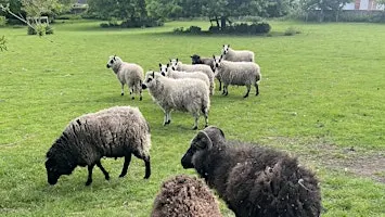 Home Learning  Session - Adventures with Wool