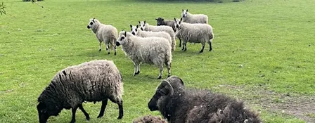 Home Learning  Session - Adventures with Wool