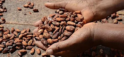 Le donne del cacao.  Storie dal continente africano