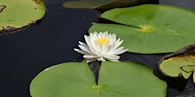 Flower Finder Hike at Hidden Pond Preserve