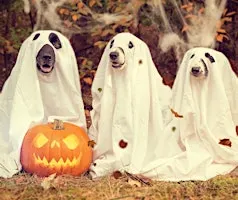 Doggy spooktacular