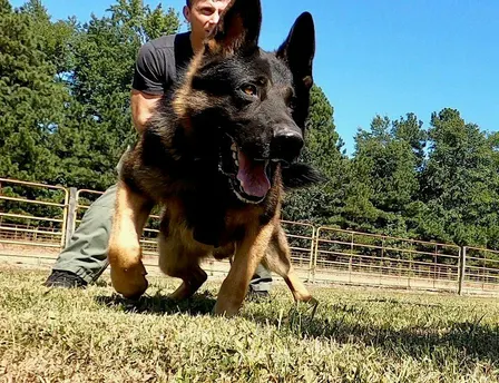 Commonwealth K-9 Classic