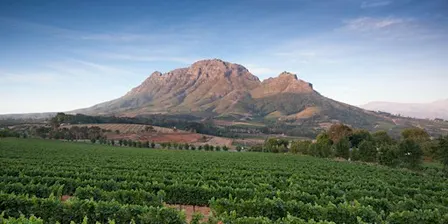 World of Wine: South Africa and the USA.