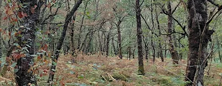 Sacred Circle work with Women for Autumn Equinox