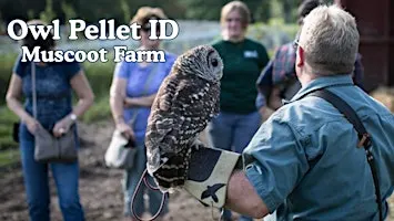 Owl Pellet ID