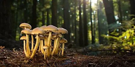 Fall Fungi Craft and Walk