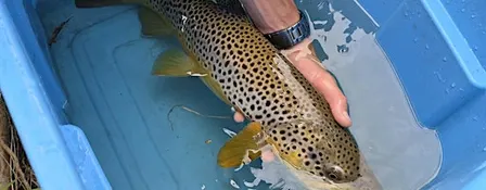 Speaker Series - Fish Creek Fish Inventory and Redd Surveys