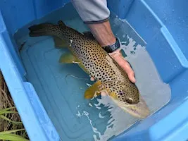 Speaker Series - Fish Creek Fish Inventory and Redd Surveys