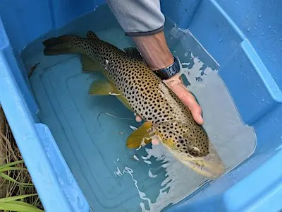 Speaker Series - Fish Creek Fish Inventory and Redd Surveys