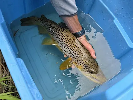 Speaker Series - Fish Creek Fish Inventory and Redd Surveys