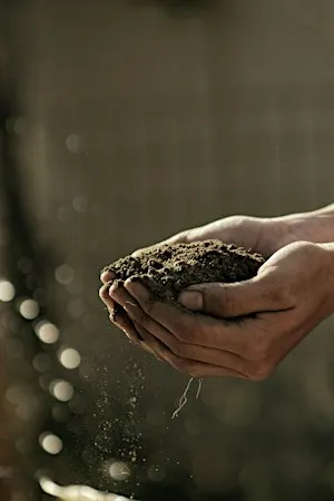 The Wonderful World of Compost and Soil