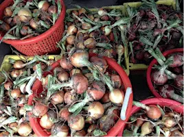 Urban Root Cellaring