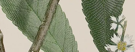 Temporary Exhibition: The Botanical World of Sir Joseph Banks